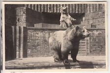 Foto Zoo Leipzig alte Bären-Anlage um 1954 Braunbären Grizzlybär ? (2)