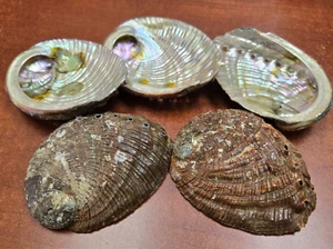 10 PCS NATURAL GREEN ABALONE SEA SHELL (ONE SIDE POLISHED) 3" - 4" - Picture 1 of 3