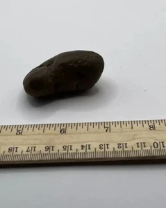 Washington State Coprolite Genuine Fossilized Feces Poop Dung CS 3 - Picture 1 of 4