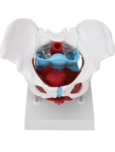 Modello anatomico pavimento pelvico muscoli femminili e del pavimento pelvico, attrezzatura educativa - Foto 1 di 5