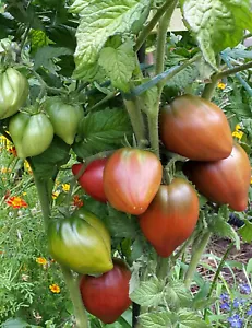 10 graines de tomate rare Purple Heart (Dwarf tomato Project ) seeds méth.bio - Imagen 1 de 12