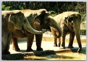 Postal elefante asiático zoológico de San Diego California Elephas maximus - Imagen 1 de 2