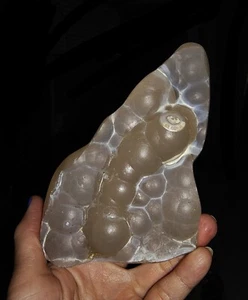 ¡¡INCREÍBLE AMONITA!! ÁGATA CALCEDONIA PULIDA LATERAL, DE JAVA, INDONESIA, 140 MM - Imagen 1 de 7