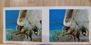 True To Life Stereo Lipton 1963🏆#6 EMPEROR GUM MOTH Picture Card🏆 - Picture 1 of 2