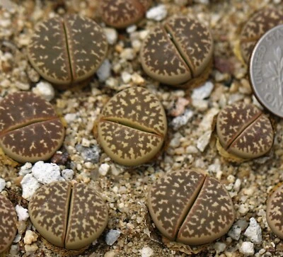 Plant -one- Lithops naureeniae （JB） - Image 1 of 4