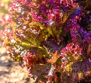 Lettuce Lollo Rosso Leaf - 1100x Seeds - Vegetable - Picture 1 of 1