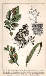CROMOTIPOGRAFO WAEBER 1896 peronospora patate, ruggine cereali - Foto 1 di 3