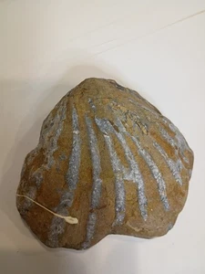 Fossile Jakobsmuschel Muschel Virginia Chesapecten Jeffersonius 4-5 Millionen Jahre alt - Bild 1 von 5