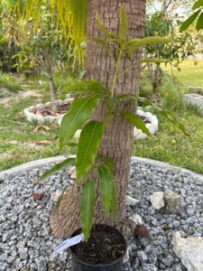GRAFTED LEMON MERINGUE MANGO TREE 12MO OLD AKA/PO PYU KALAY (MAGNIFERA INDICA) - Picture 1 of 22