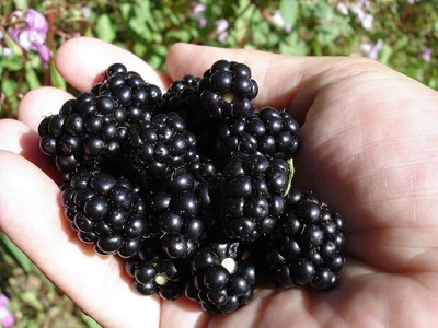 Organic Blackberry Seeds Non-GMO, Sweet Berry Seeds,With Tracking,Homegrown Seed - Image 1 of 2