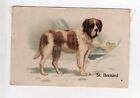 Australian issued Silk Card Best Dogs of their Breed 1914 St. Bernard