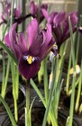 10 x Dwarf Iris or Iris reticulata Bulbs 'J.S.Dijt' (Free Postage UK)