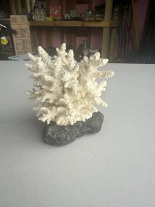 Antique/Vintage Beautiful White Natural Coral - Picture 1 of 5