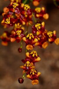 Oncidium Dark Rubinstar NEW 'Exclusive' Zapach NEW Doniczka Orchidee Orchidee