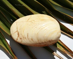 fossile Muschel Versteinerung MM031 Madagaskar Fossil - Bild 1 von 2