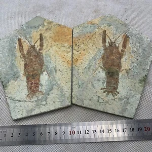 A pair of exquisite Chinese lobster fossils in the Cretaceous period - Picture 1 of 5