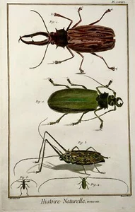 1751 Käfer, Insekten, Martinet, handbunt, 39 cm großes Folio - Bild 1 von 3