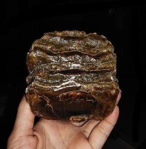 AMAZING AMMONITES! STEGODON MOLAR PARTIAL TOOTH FOSSIL FROM JAVA INDONESIA, 95MM - Picture 1 of 7