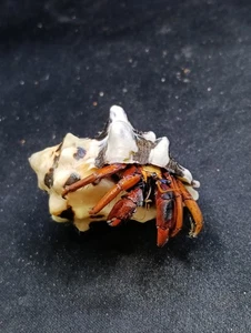 Preserved Australian marine hermit crab 51mm taxidermy. Sea shell oddity #13656 - Picture 1 of 4