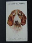 No.2 ROUGH COATED BASSET HOUND - Dogs (Heads) A. Wardle by John Player 1929