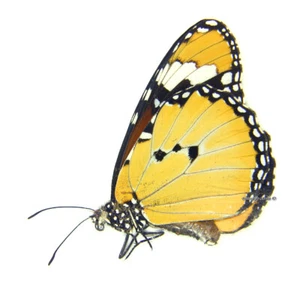 Unmounted Butterfly/Danaidae - Danaus chrysippus orientis, FEMALE, Madagascar - Imagen 1 de 1