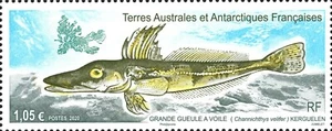 fsat 2020 taaf antarctic fish  fisch pesce  poissons Grande Gueule Channichthys - Picture 1 of 1