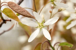 Amelanchier lamarckii, Kupfer-Felsenbirne, weiß, 40–60 cm - Bild 1 von 13