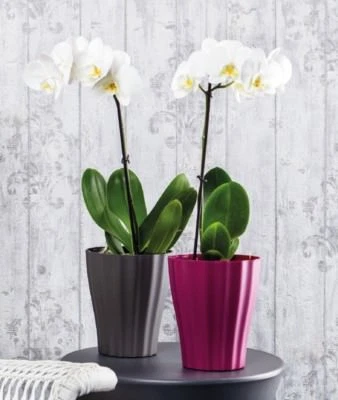 Orchideentopf Orchideenübertopf Übertopf Ø 16 und 13 cm - Bild 1 von 4