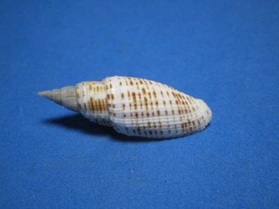 Mitra (Domiporta) granatina Lamarck, 1811 "¡GIGANTE!" (41,8 mm) Foto 1 de 4