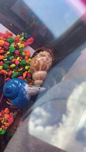 live land hermit crabs - Picture 1 of 9