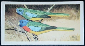 SPLENDID PARAKEET Vintage 1963 Illustrated Bird Card EE14M - Picture 1 of 2