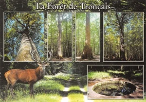 03-FORET DE TRONCAIS-N�3832-B/0205 - Picture 1 of 2