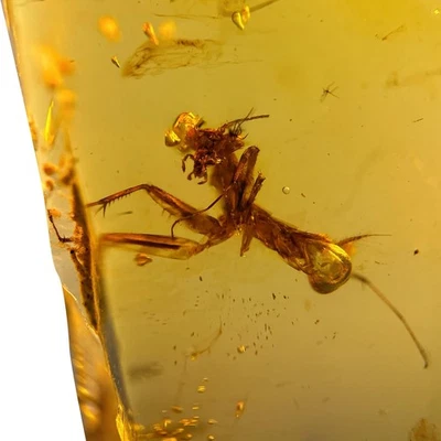 PRAYING MANTIS in Burmese / Burmite amber fossil / 100% genuine amber  - Image 1 of 4
