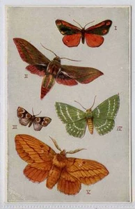 (Gb360-100) Tuck Oilette, Butterflies Series 1, British Moths c1905 Unused EX - Picture 1 of 1