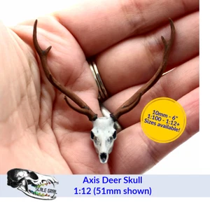 Axis Deer Skull (Field Bones Core Series: Asia)miniature diorama The Scale Grail - Picture 1 of 7