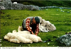 Shearing sheep in Ireland postcard a82 - Picture 1 of 2