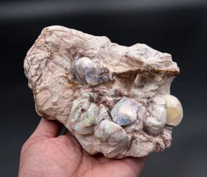 Polished Australian Opalized Clams in Original Matrix 2639 - Bild 1 von 5