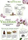 150 nasion waleriany-Roślina lecznicza-NON GMO-Valeriana officinalis