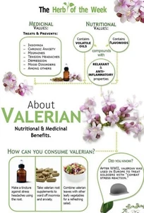 150 Valerian Seeds-Medicinal Plant-NON GMO-Valeriana officinalis - Picture 1 of 4