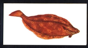 Craven Black Cat (Carreras) Sport Fish 1978 - Plaice No. 24 - Picture 1 of 2