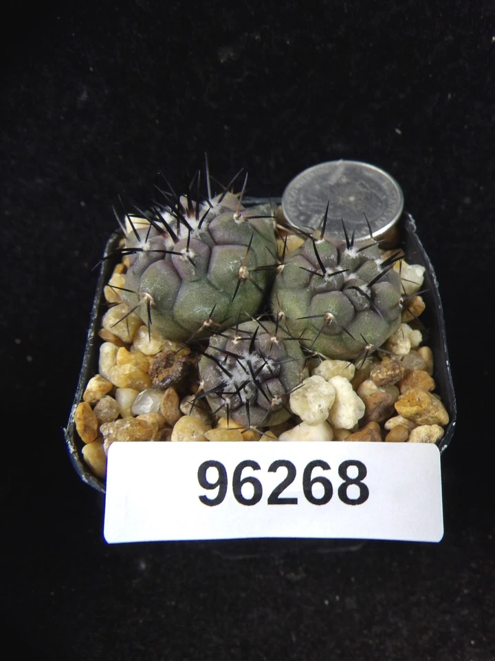 Copiapoa Cinerea Trio Great Little Gems Seedlings Live Cactus Cacti Plant 96268 - Image 1 of 1