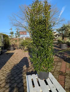 Eugenia myrtifolia Newport 1,8m+ immergrüne Pflanze Heckenpflanze Pinsel-Kirsche - Bild 1 von 4