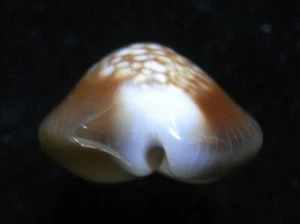 Gema Seashell Cypraea caputserpentis ENANA 18-19 mm - Imagen 1 de 4