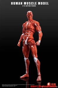 Keepgoing Studio Human Muscle Model Red Ver. 1/12 Action Figure Gift Stock 6" - Picture 1 of 12