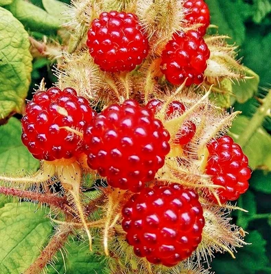 RUBUS PHOENICOLASIUS _ UVA GIAPPONESE _ PIANTA NUTRICE DELLA FARFALLA CELASTRINA - Immagine 1 di 2