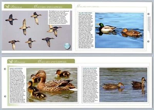 Mallard & Gadwall - Behaviour - Birds Of Britain Atlas Editions Fold Out Card - Picture 1 of 1
