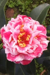 **TAMA BAMBINO**Unique Bloom**Camellia Japonica-Live Starter Plant -USA SELLER- - Picture 1 of 7