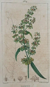 PATIENCE Botanique GRAVURE Lambert TURPIN Plante XIX° - Foto 1 di 2