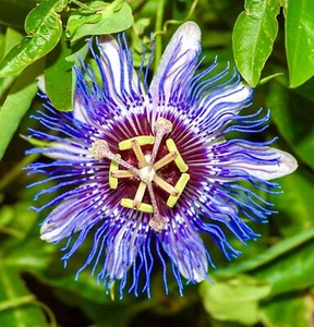 Passion Fruit Flower - Passiflora - 10x Seeds - Picture 1 of 1