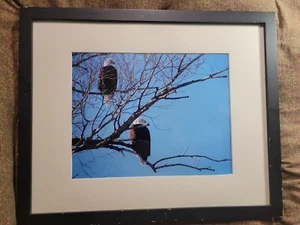22 X 18 Framed & Matted Bald Eagles Photography Art Print - Picture 1 of 4